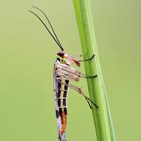 Scorpion Fly female 